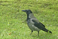 Corvus cornix